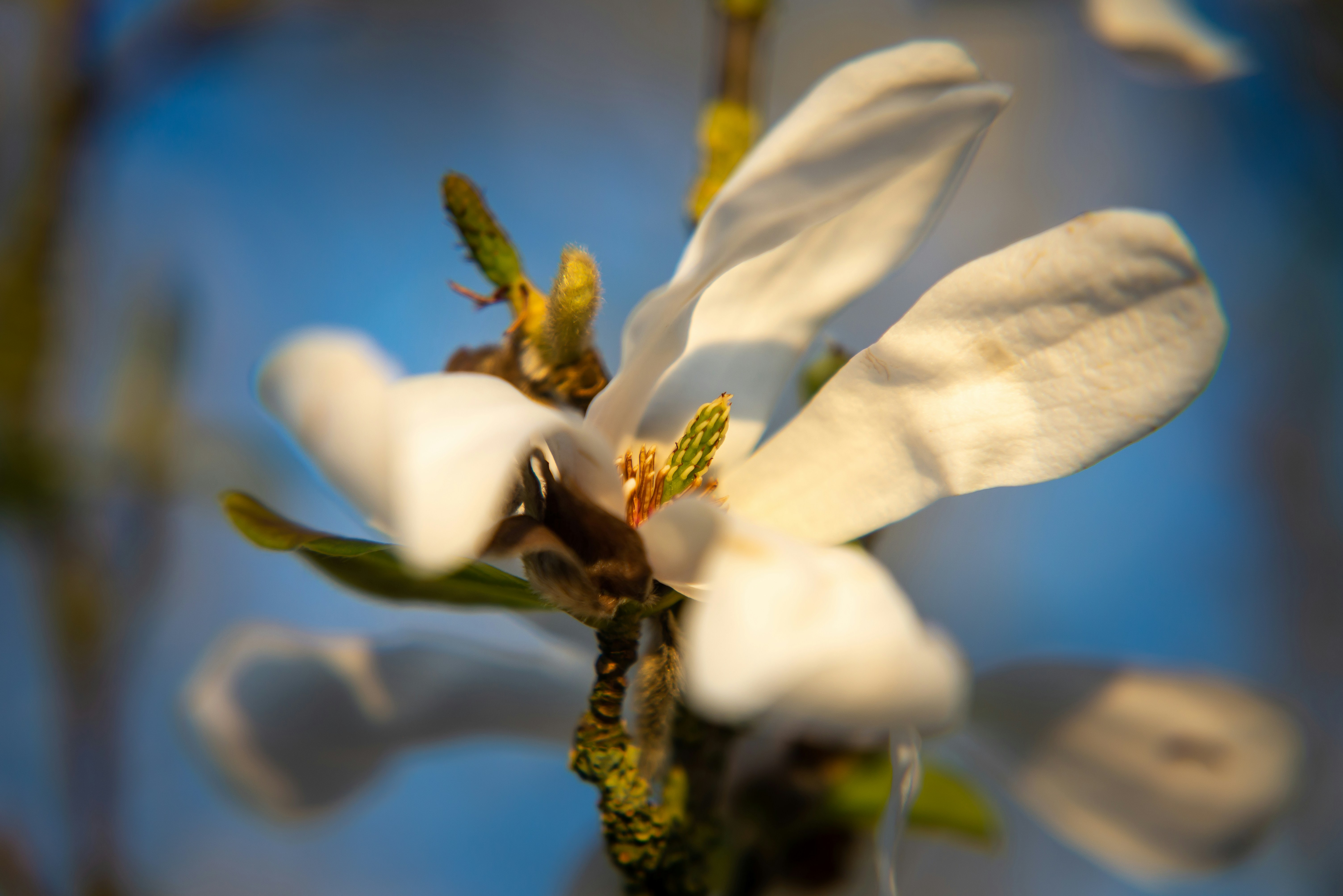 Weiße Blume in Tilt Shift Linse