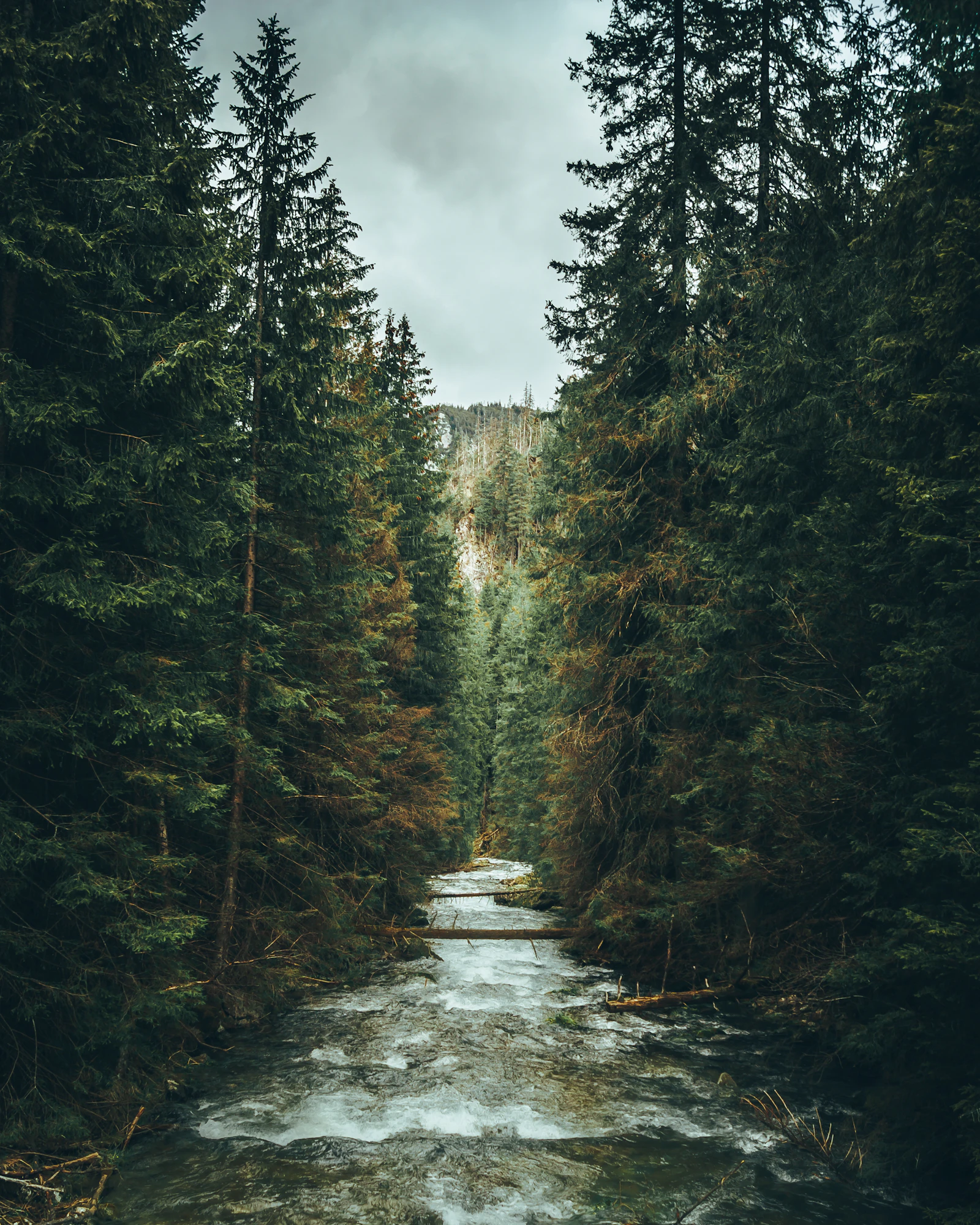Green trees beside a river