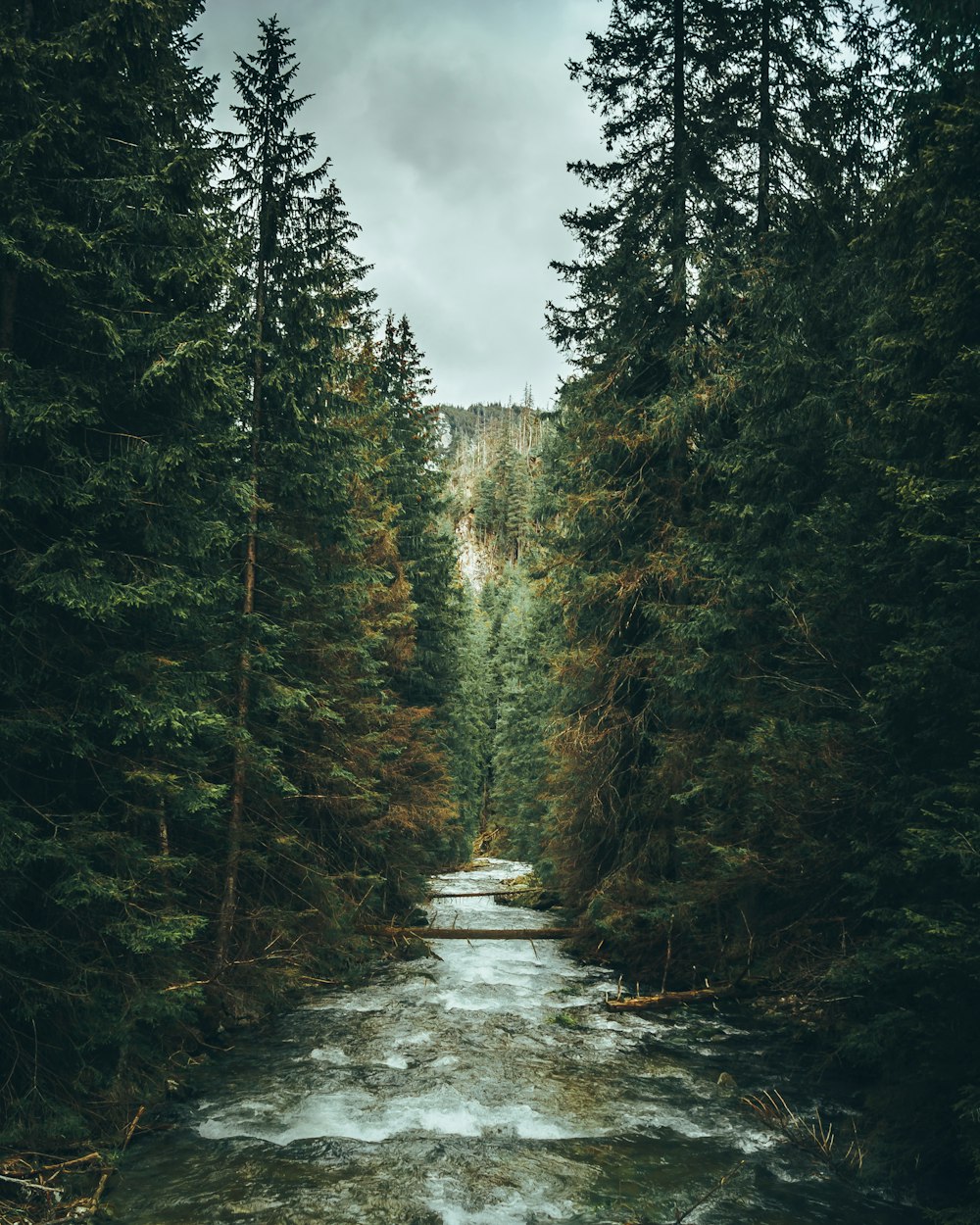 green trees beside river under white clouds during daytime