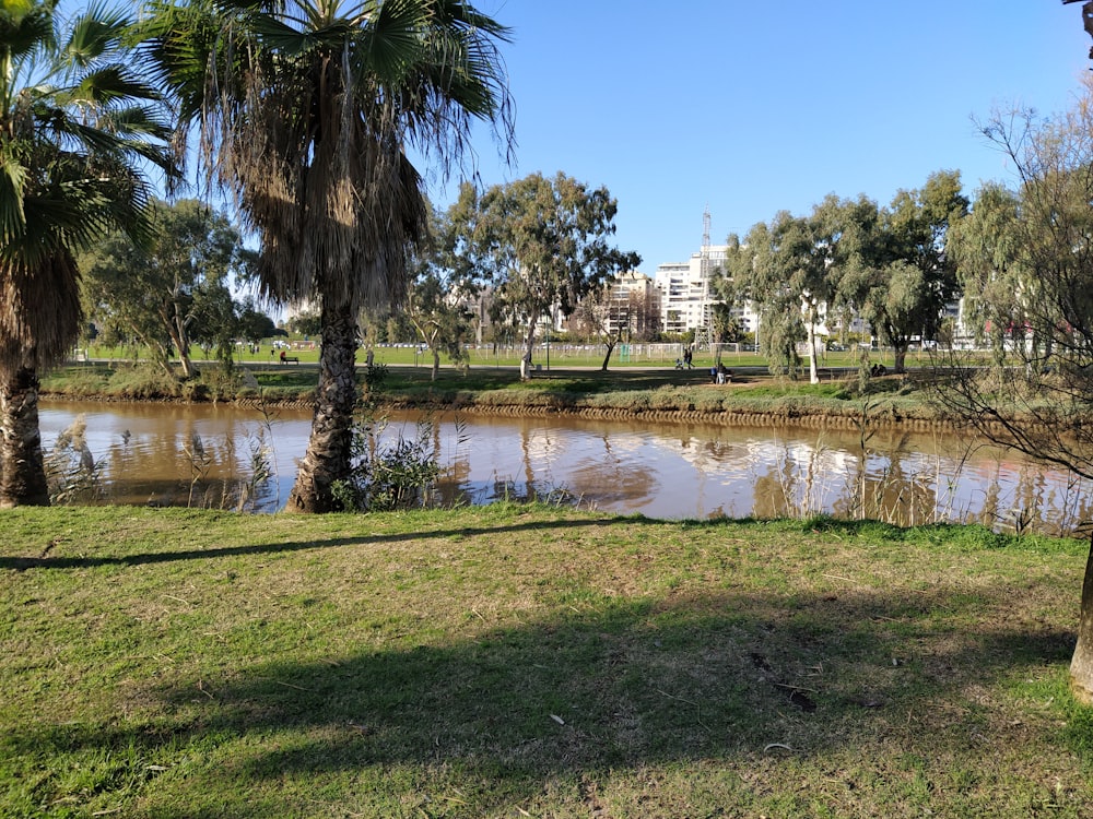 Campo de hierba verde cerca del cuerpo de agua durante el día