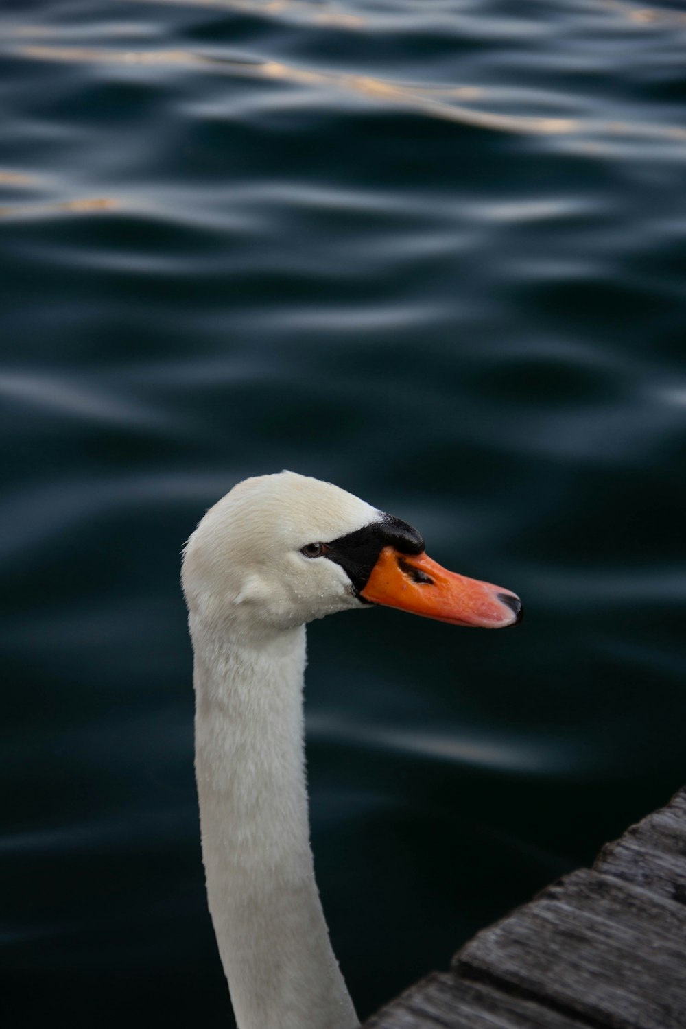 a close up of a duck on a body of water
