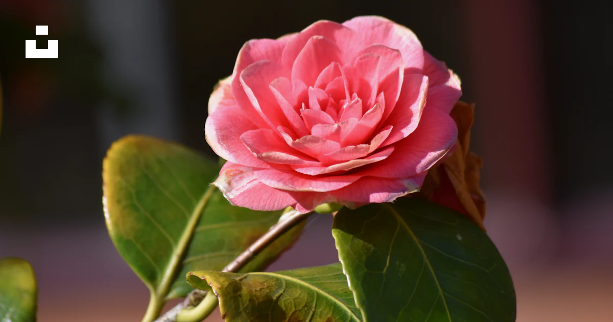 Foto Rosa rosa en flor durante el día – Imagen Planta gratis en Unsplash