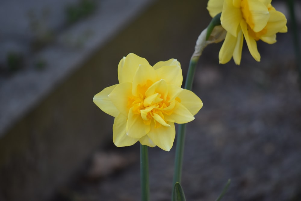 yellow flower in tilt shift lens