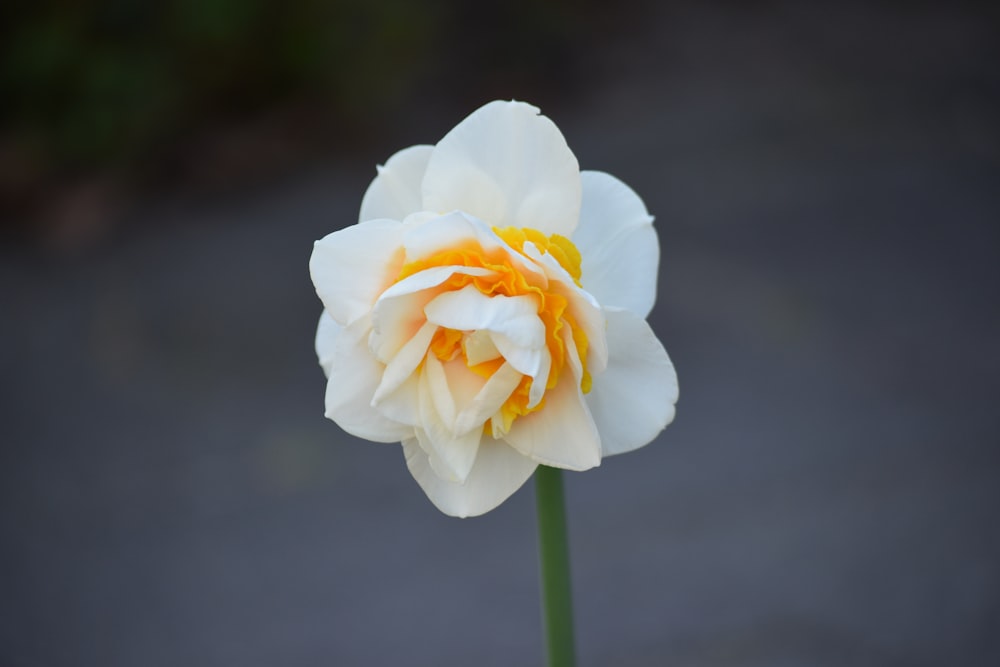 white flower in tilt shift lens