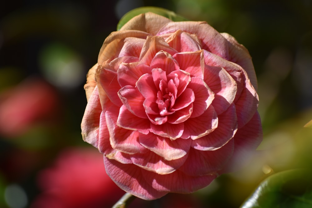 red and white flower in tilt shift lens