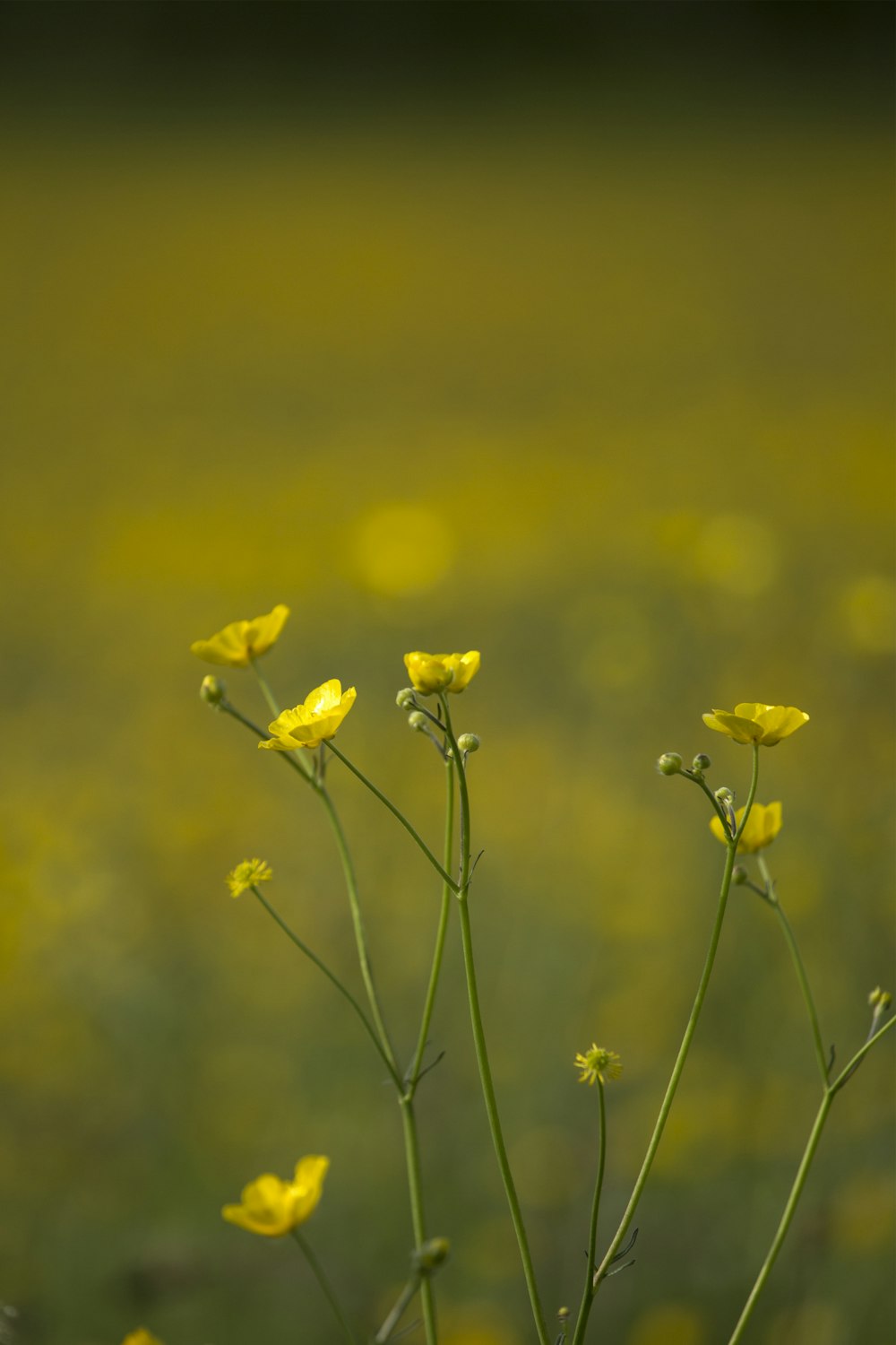 yellow flower in tilt shift lens