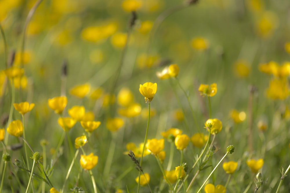 yellow flowers in tilt shift lens