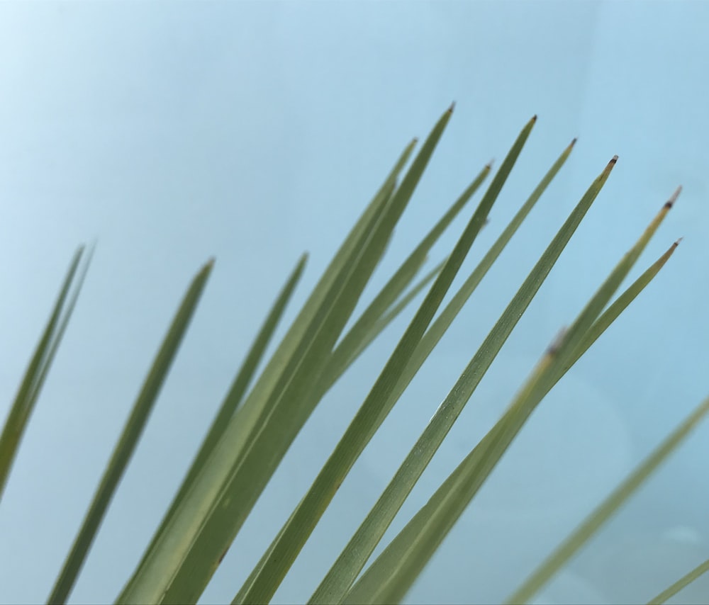 green plant in close up photography