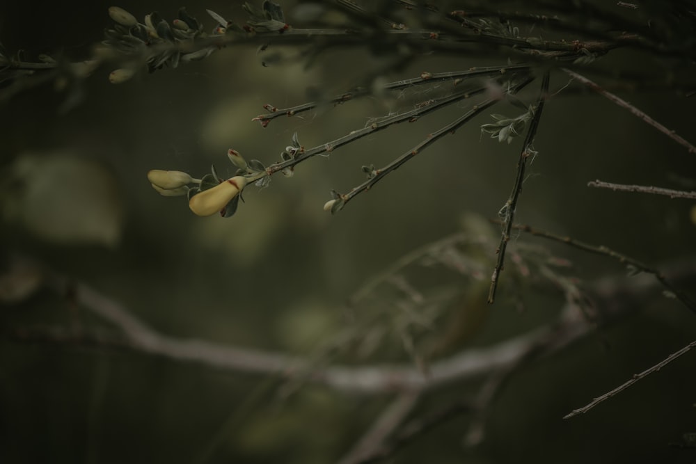 yellow fruit on brown tree branch