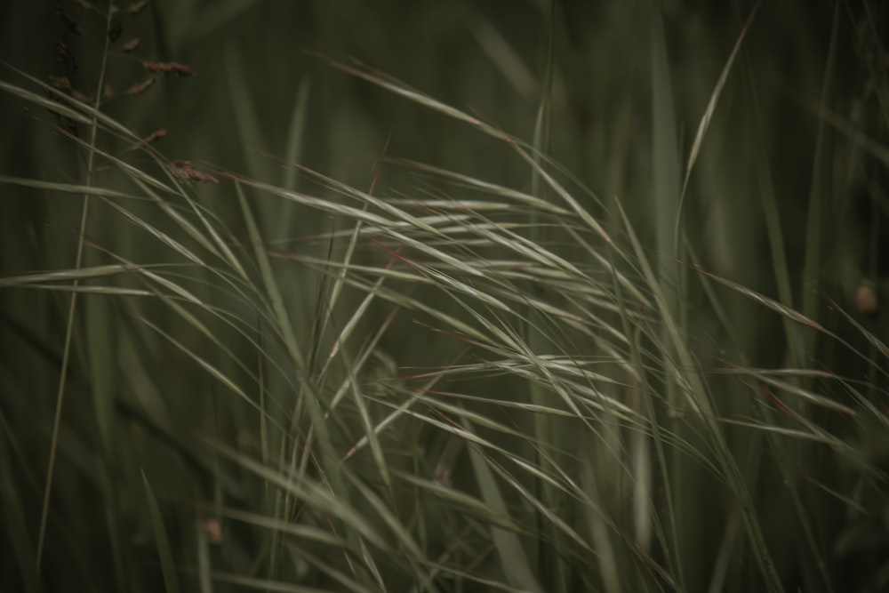 green grass in close up photography