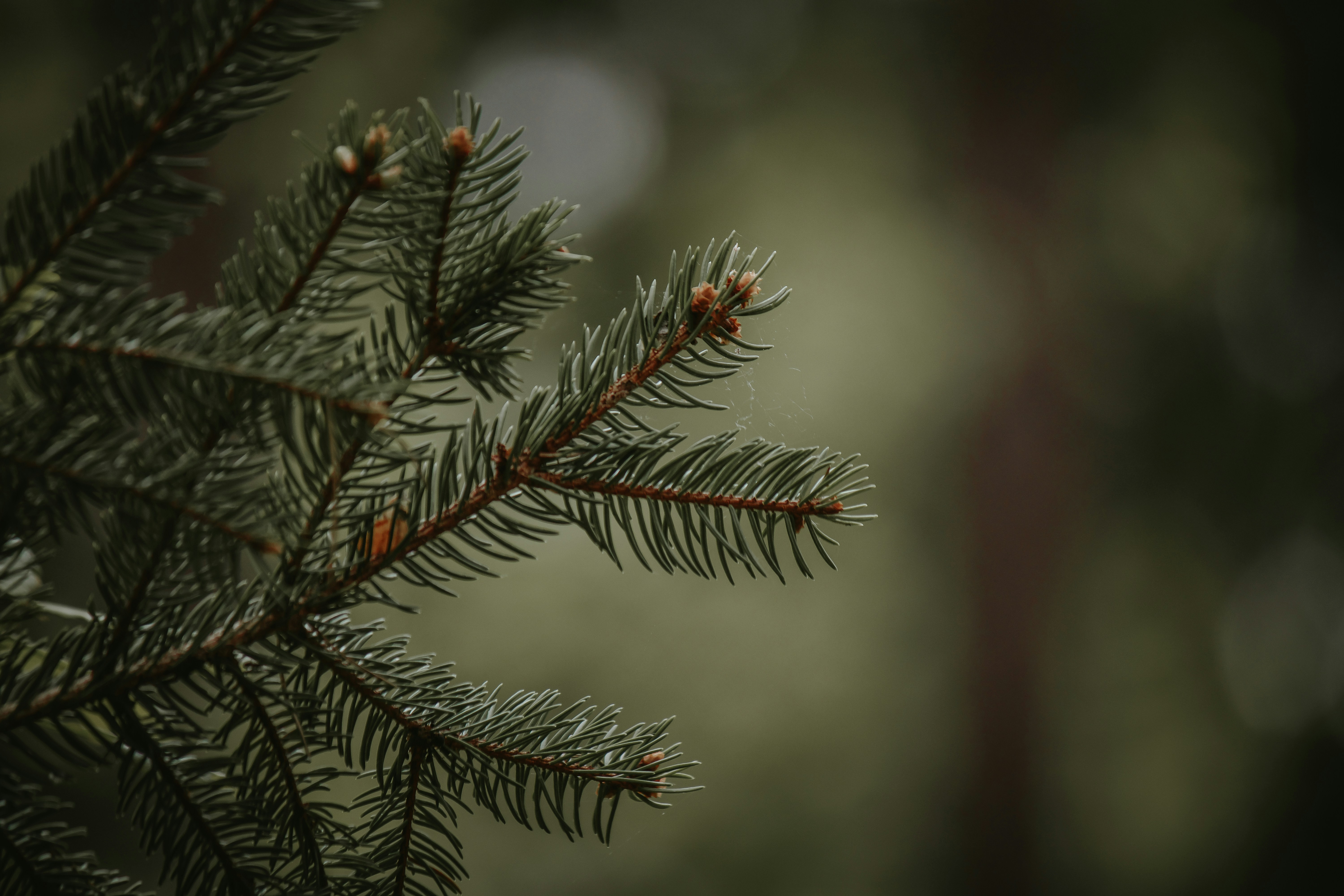 Photo by elisamoldovan