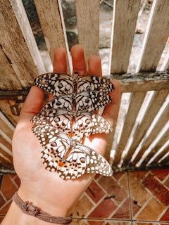 A hand gently holds three black and white butterflies with intricate patterns on their wings. The background features a wooden fence and tiles in warm, earthy tones.