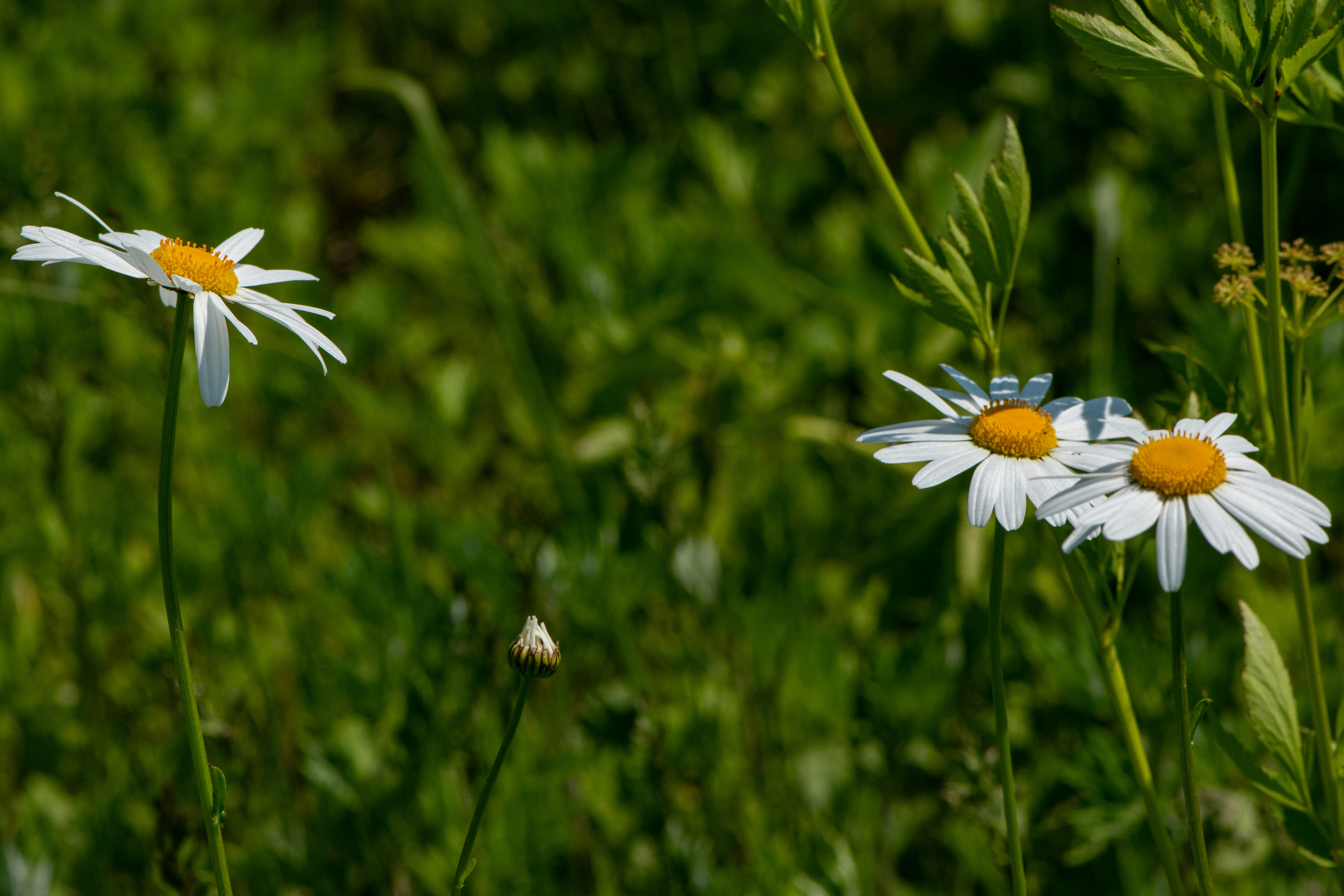 Photo by rofostan