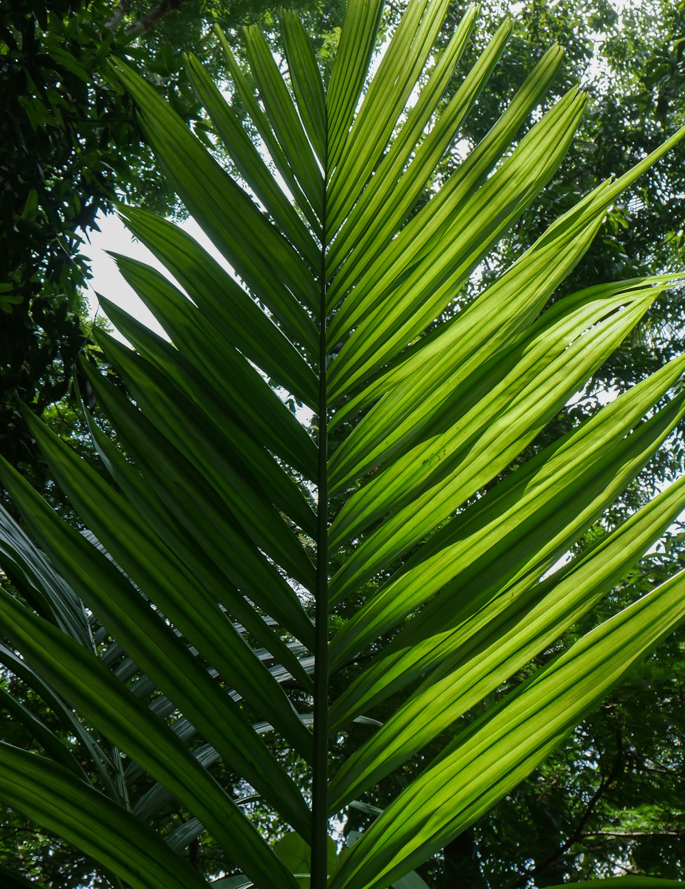 green palm tree during daytime