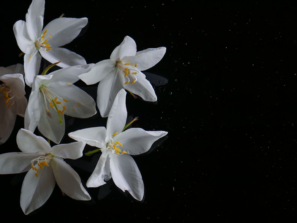 white and yellow flowers on black background