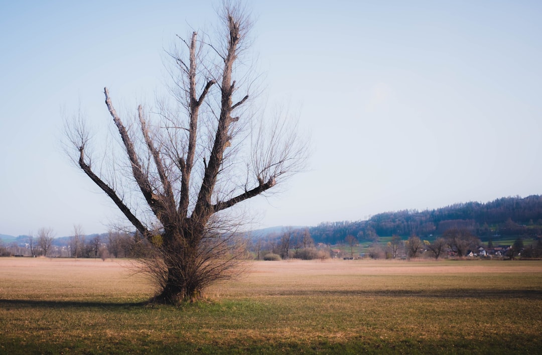 leafless tree on green grass field during daytime