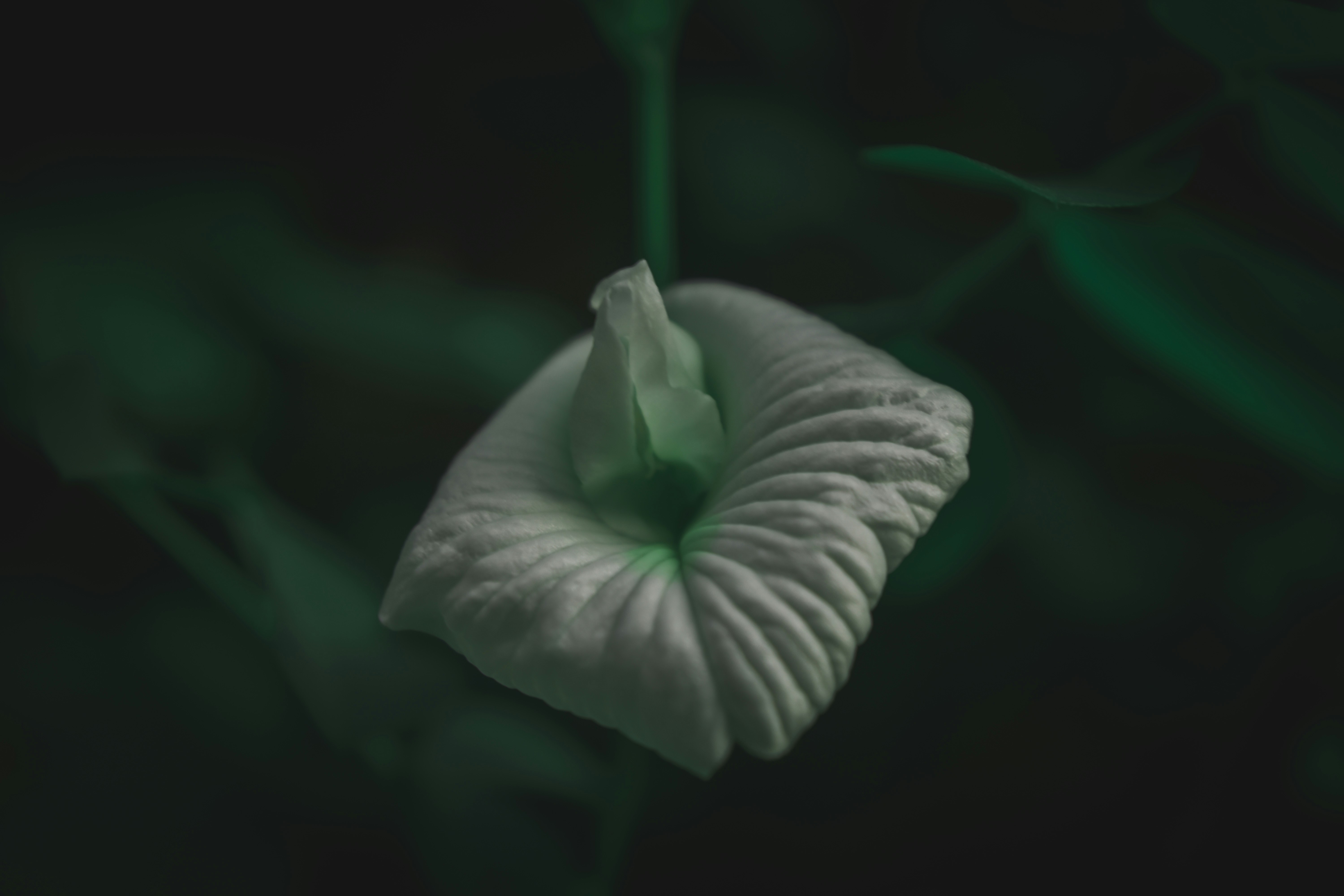 fleur blanche dans l’objectif macro