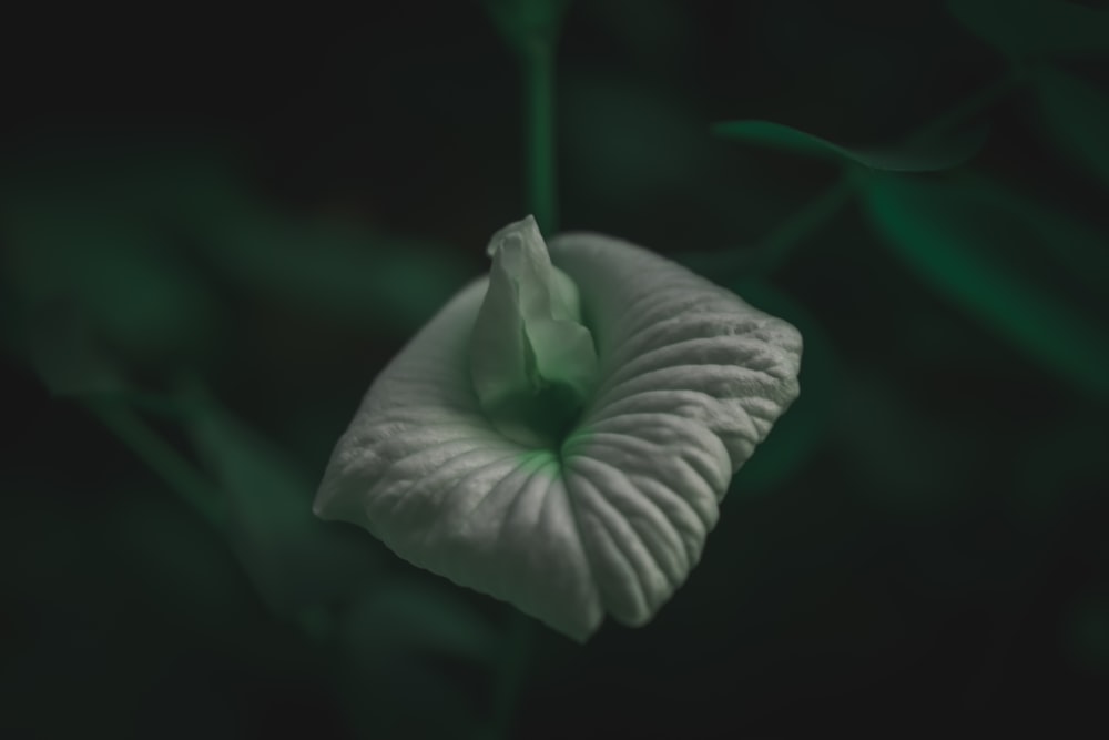 white flower in macro lens