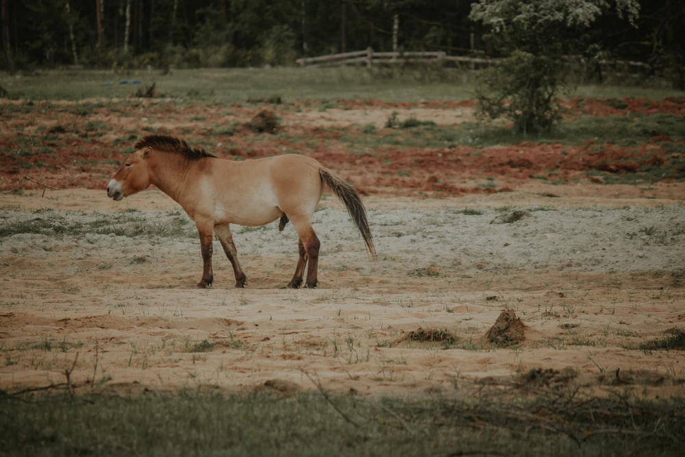 brown horse running on brown field during daytime