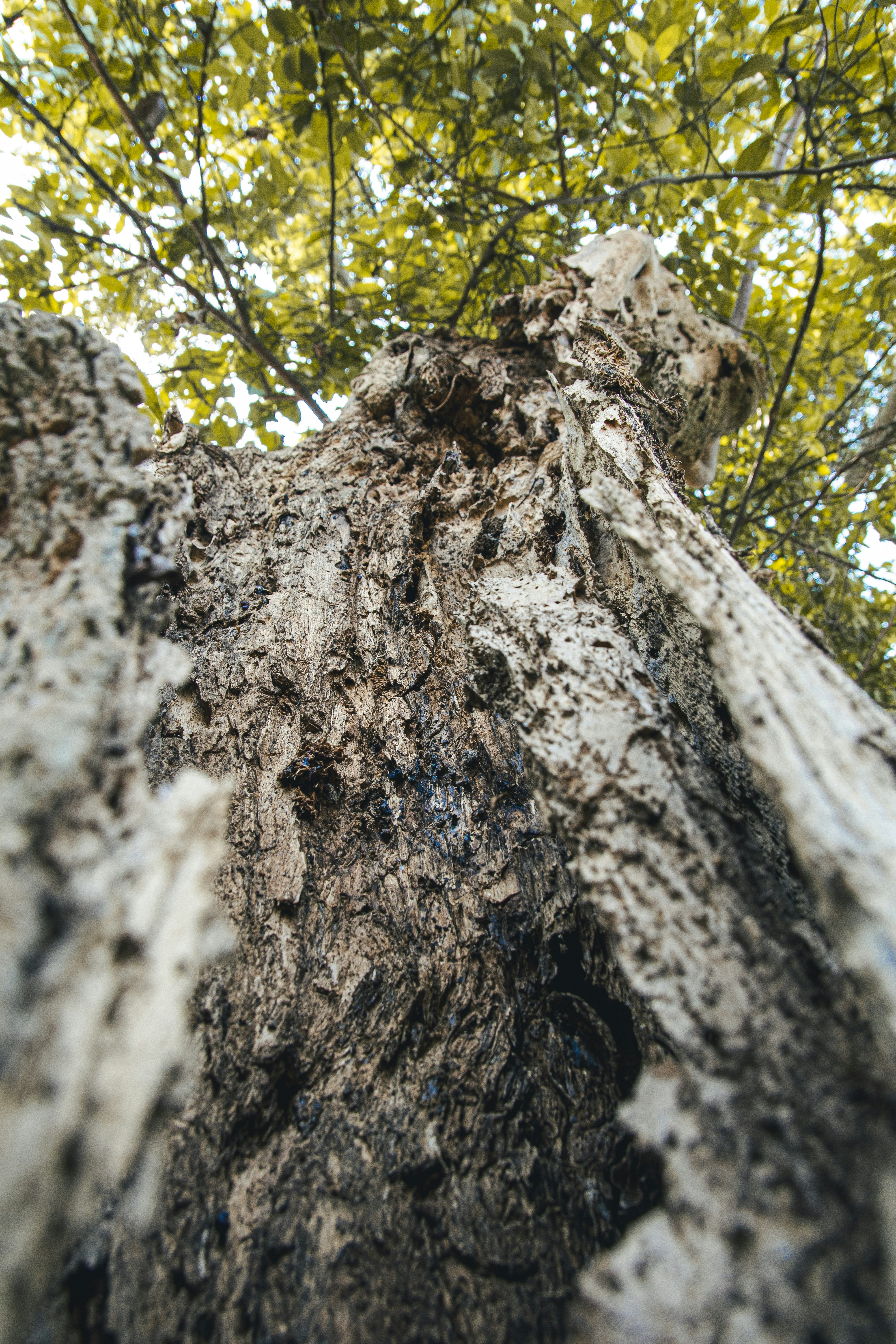 Photo by sanjoycreations