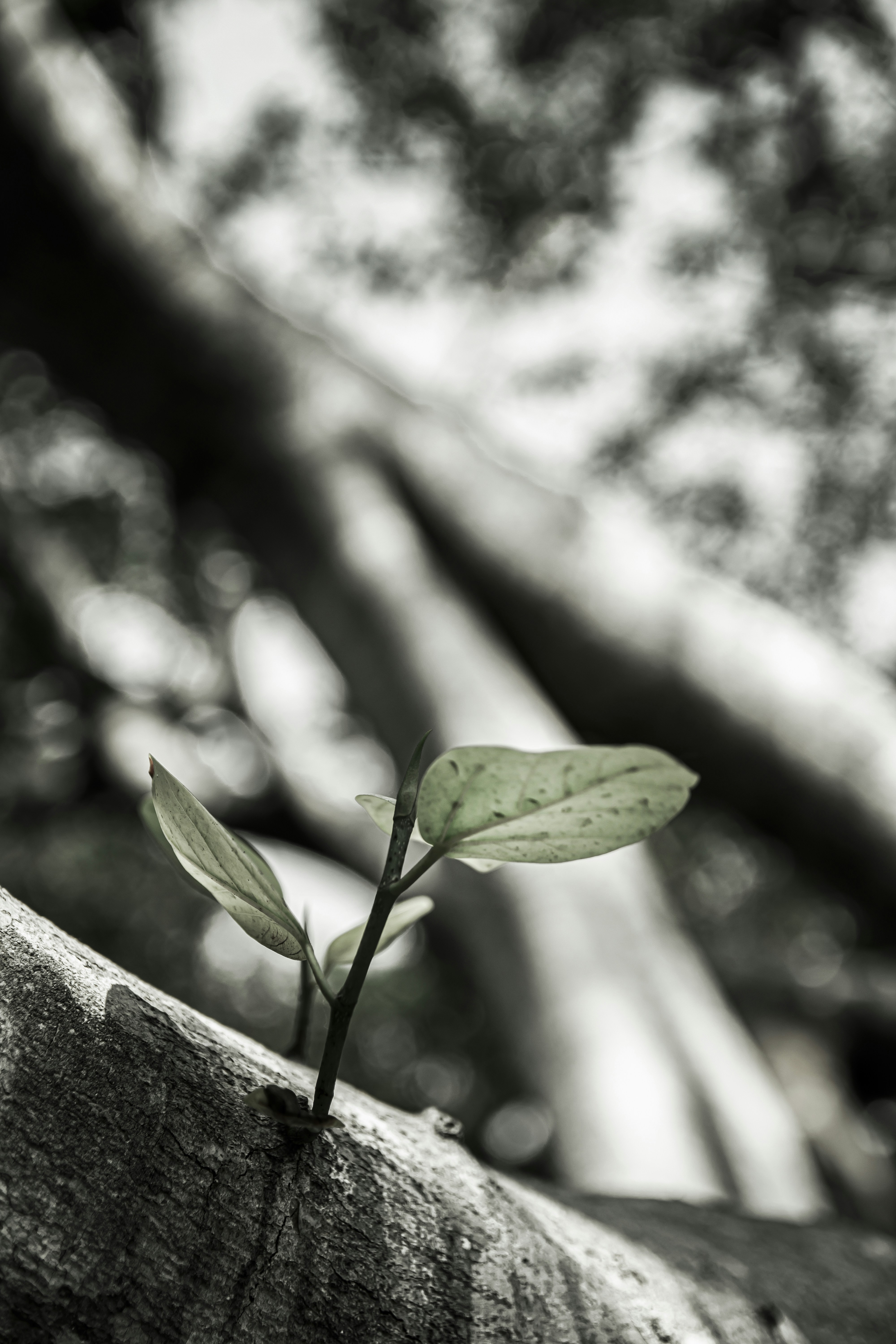 Photo by sanjoycreations