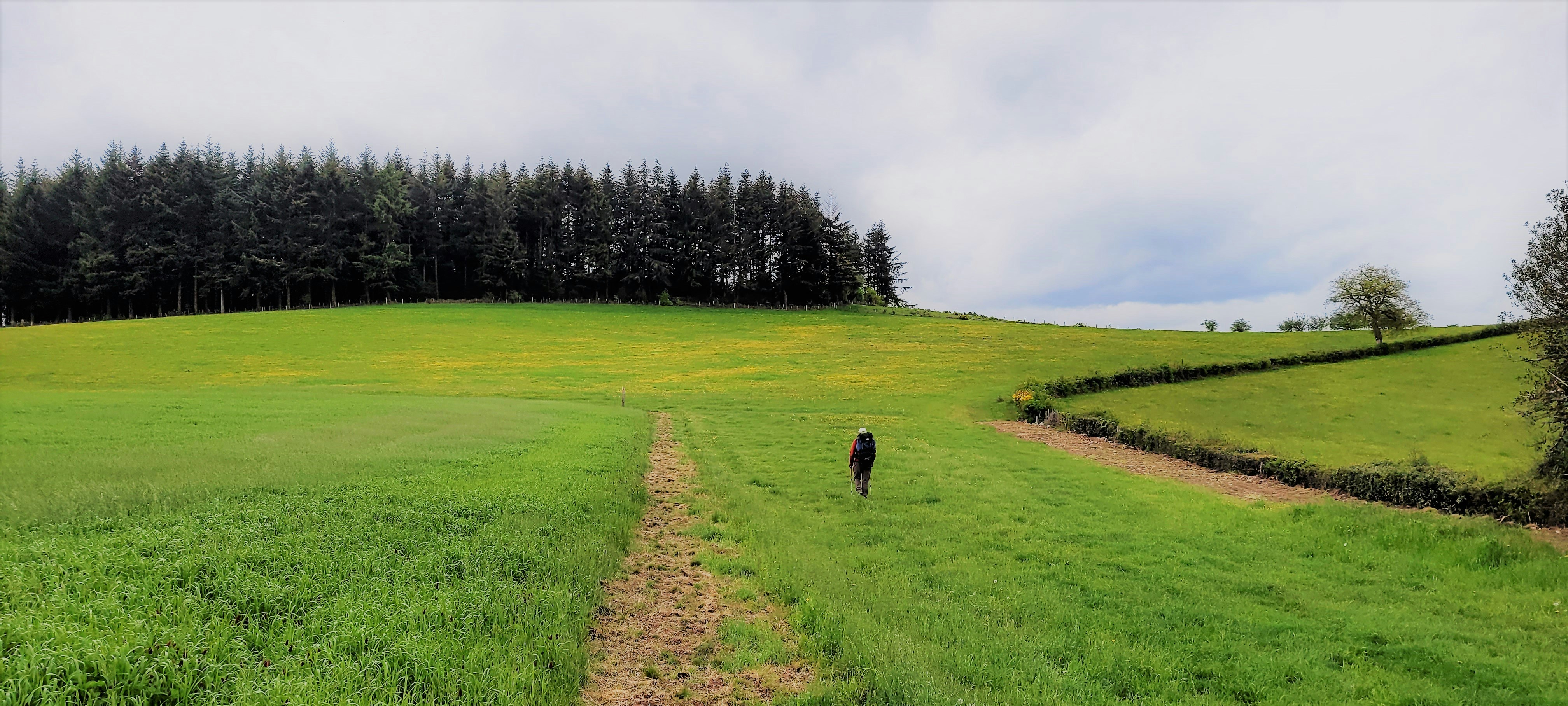 black dog on green grass field during daytime