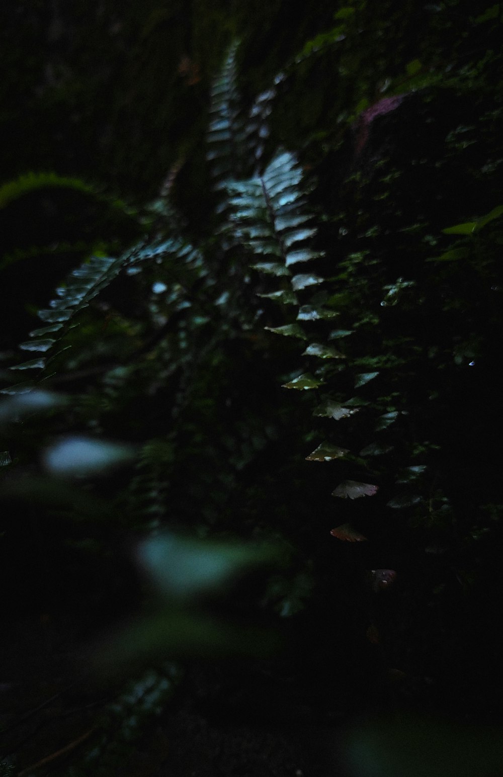 green fern plant in close up photography