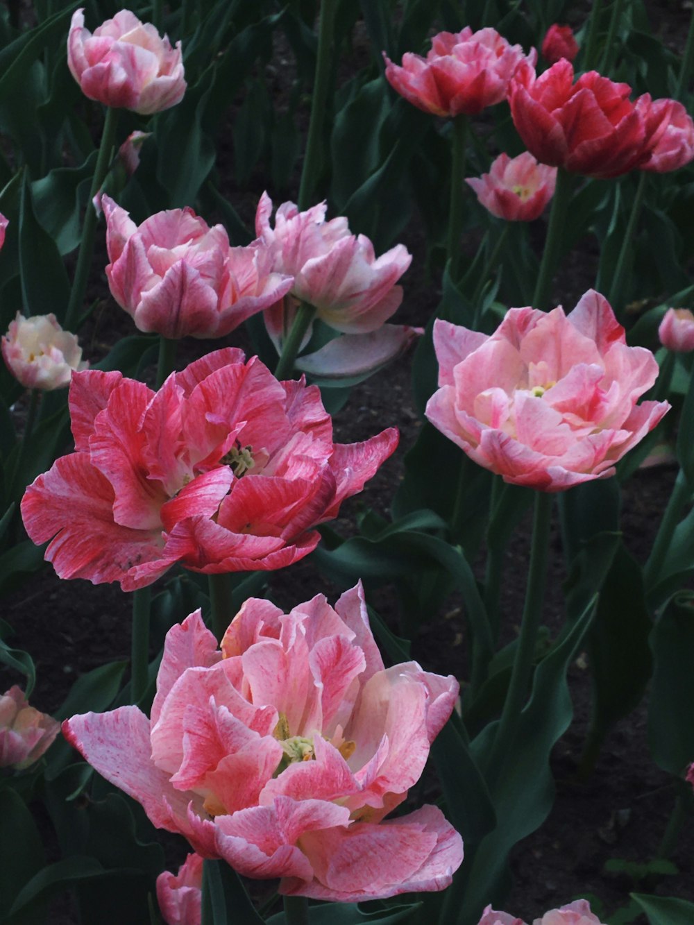 pink flowers with green leaves