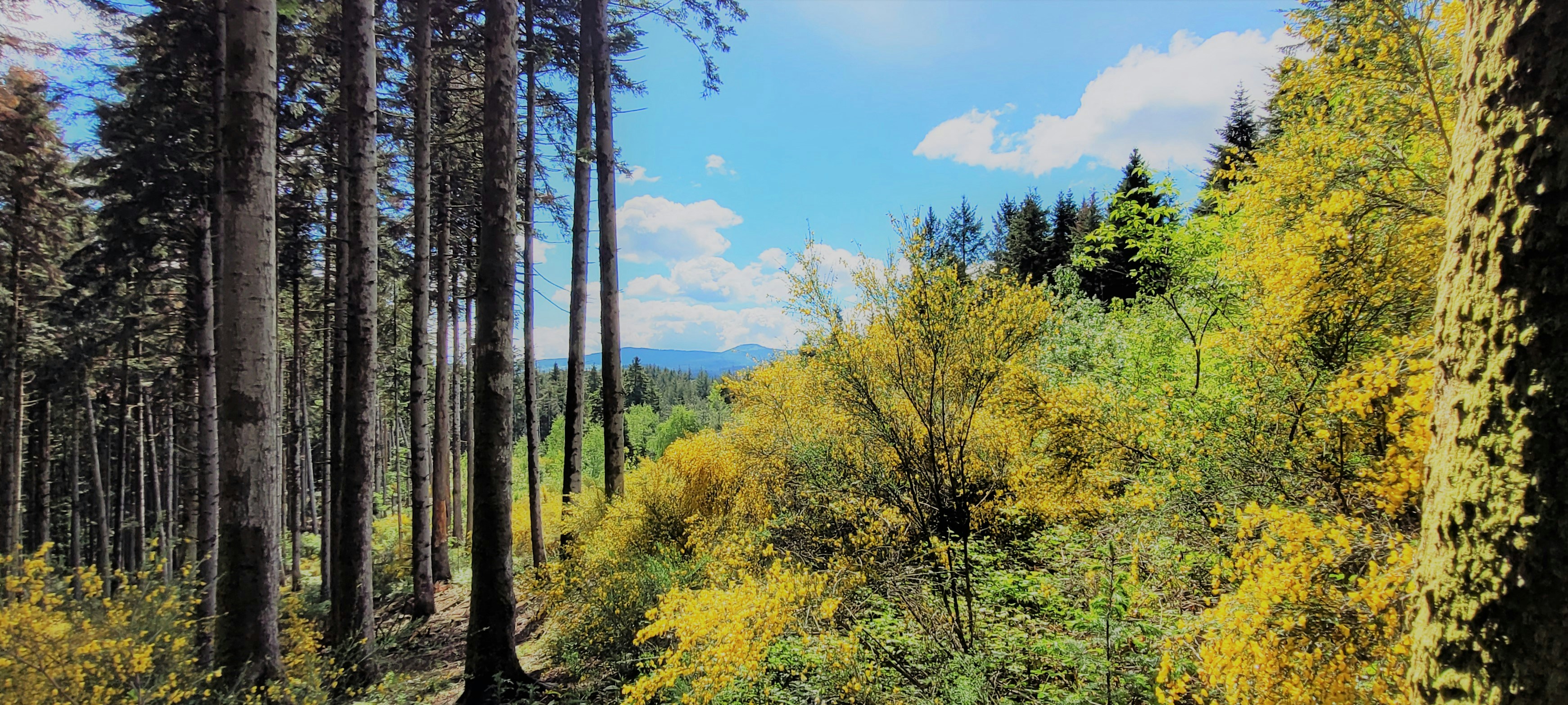 green trees under blue sky during daytime
