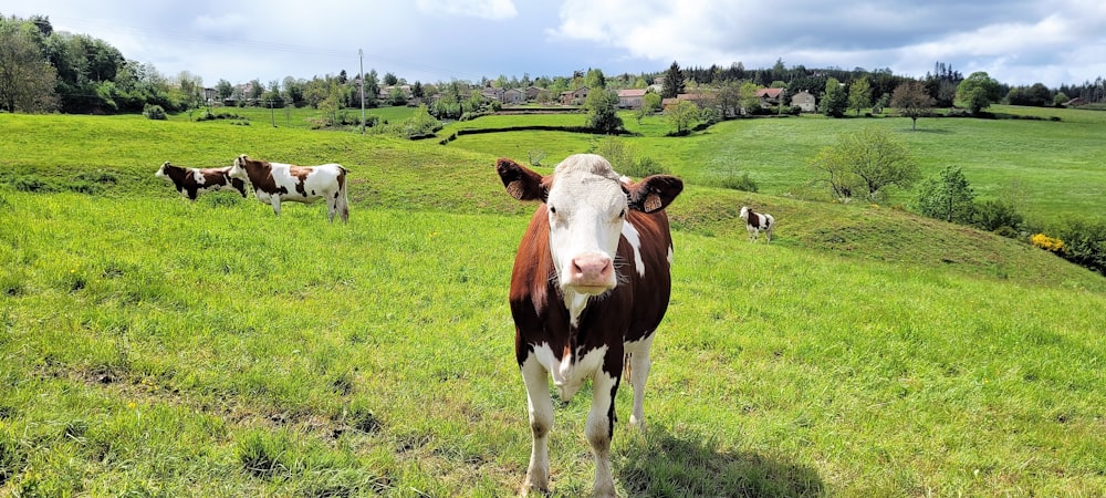 Vaca marrón y blanca en el campo de hierba verde durante el día