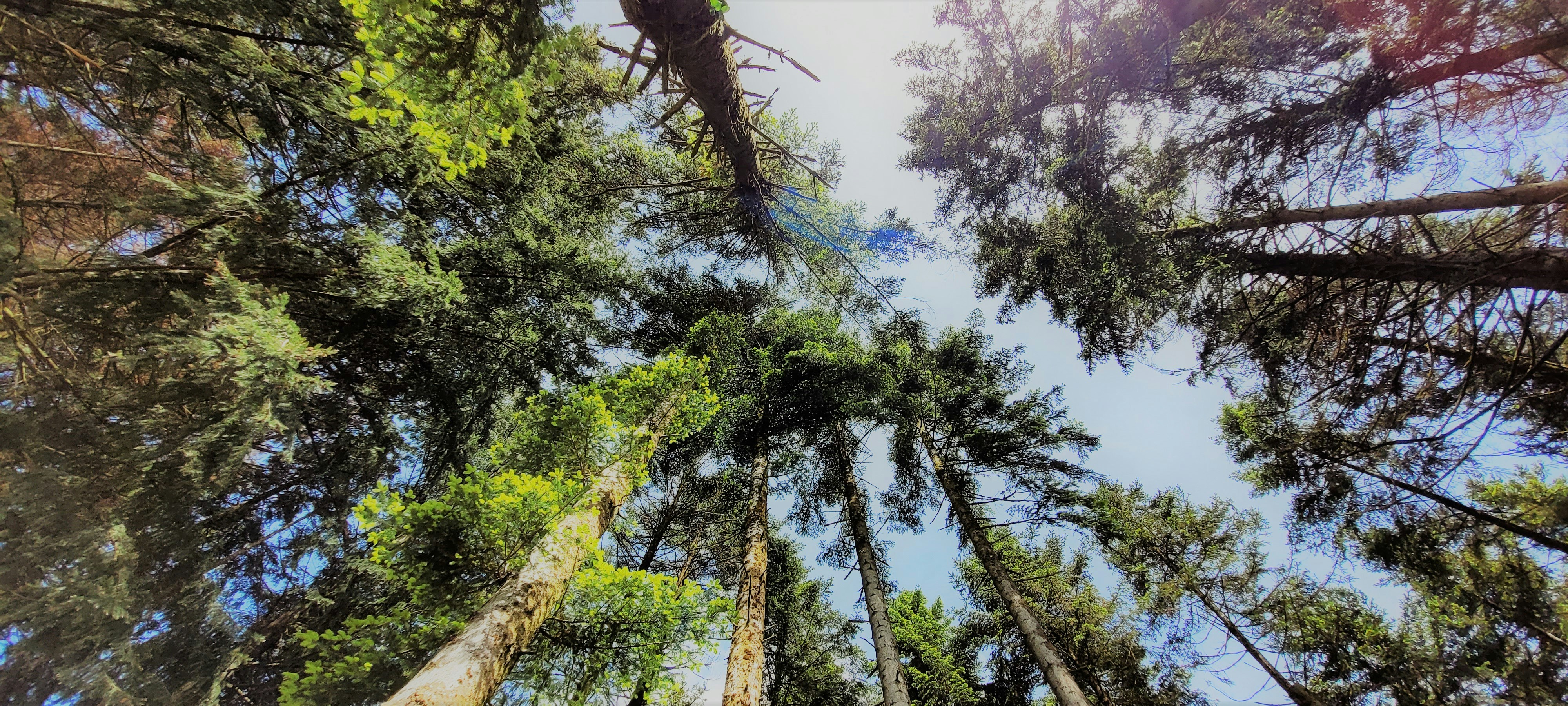 a group of tall trees standing next to each other