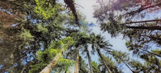 a group of tall trees standing next to each other