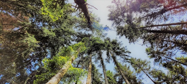 a group of tall trees standing next to each other