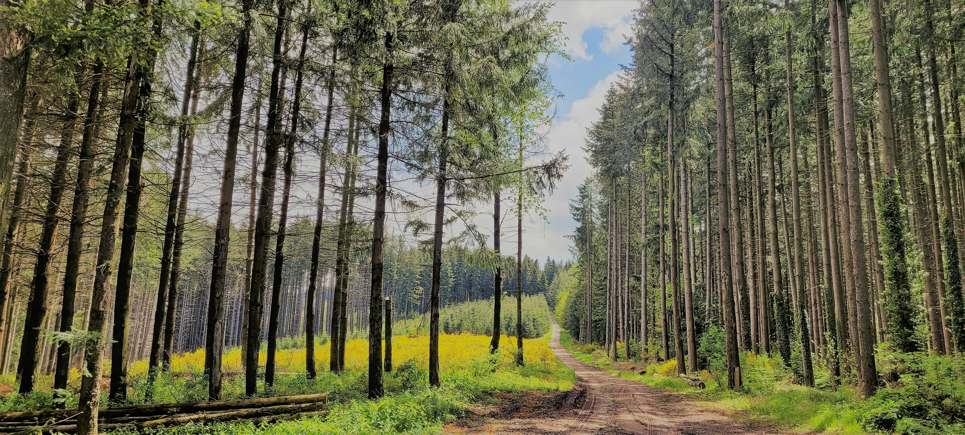 green trees under blue sky during daytime