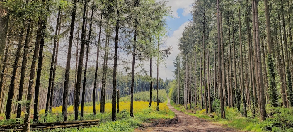 green trees under blue sky during daytime