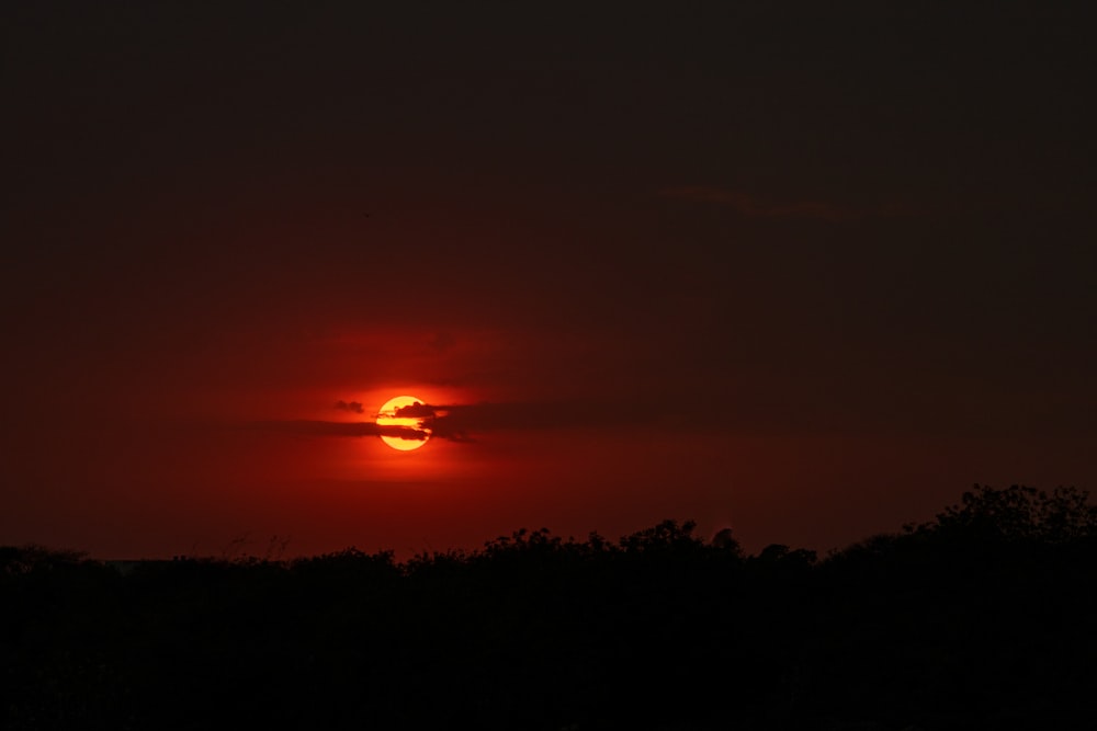 silhouette of trees during sunset