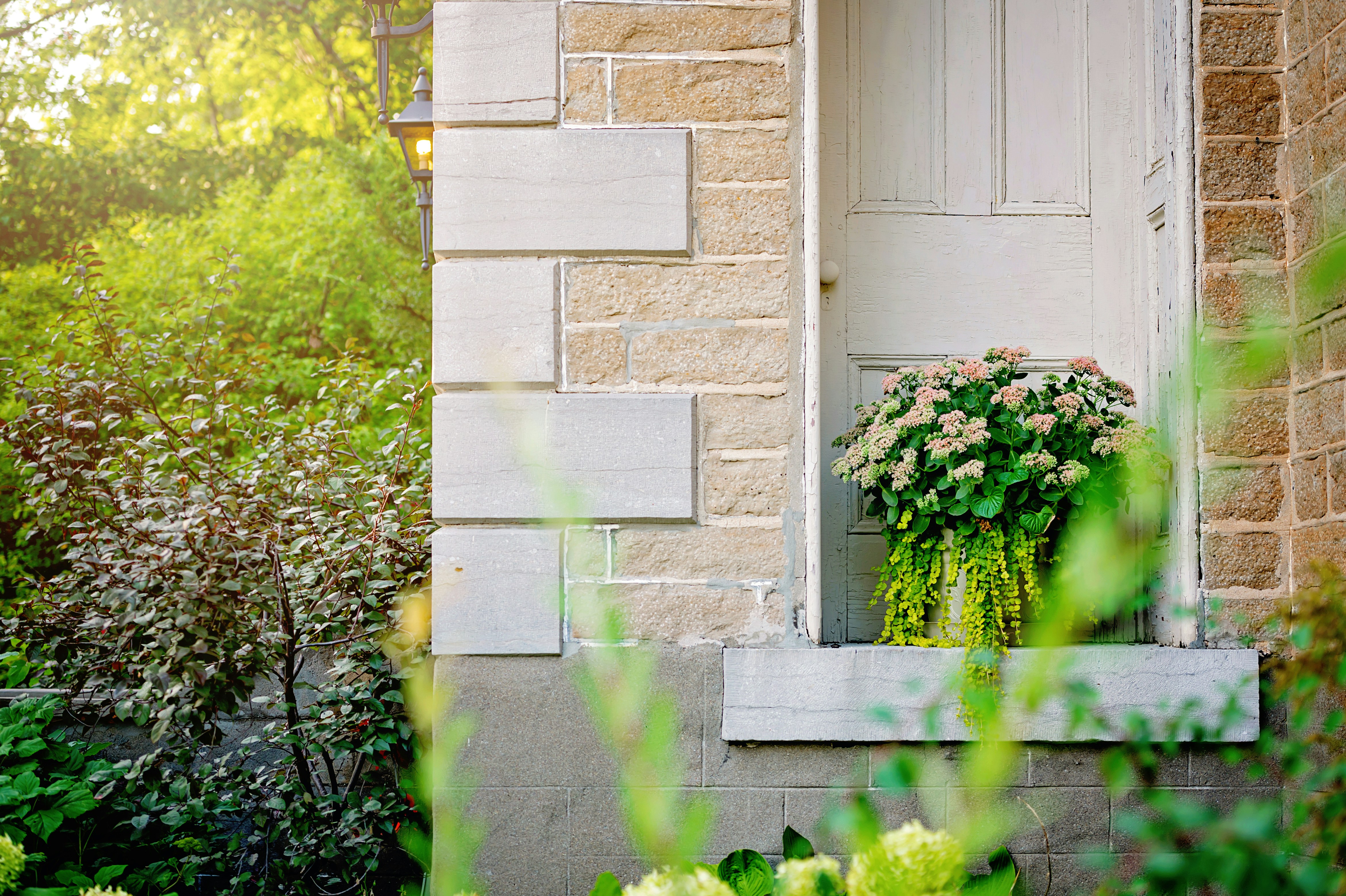 green plant beside brown brick wall