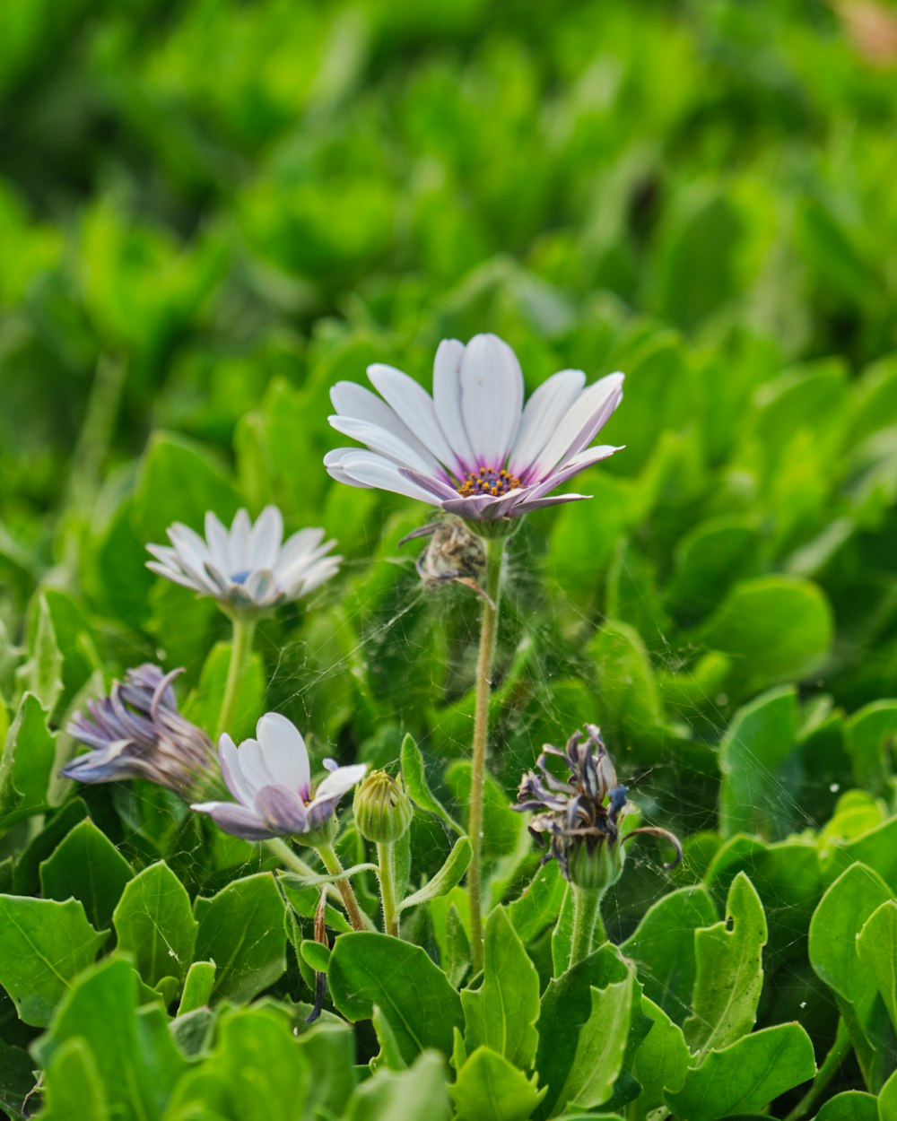 purple flower with green leaves