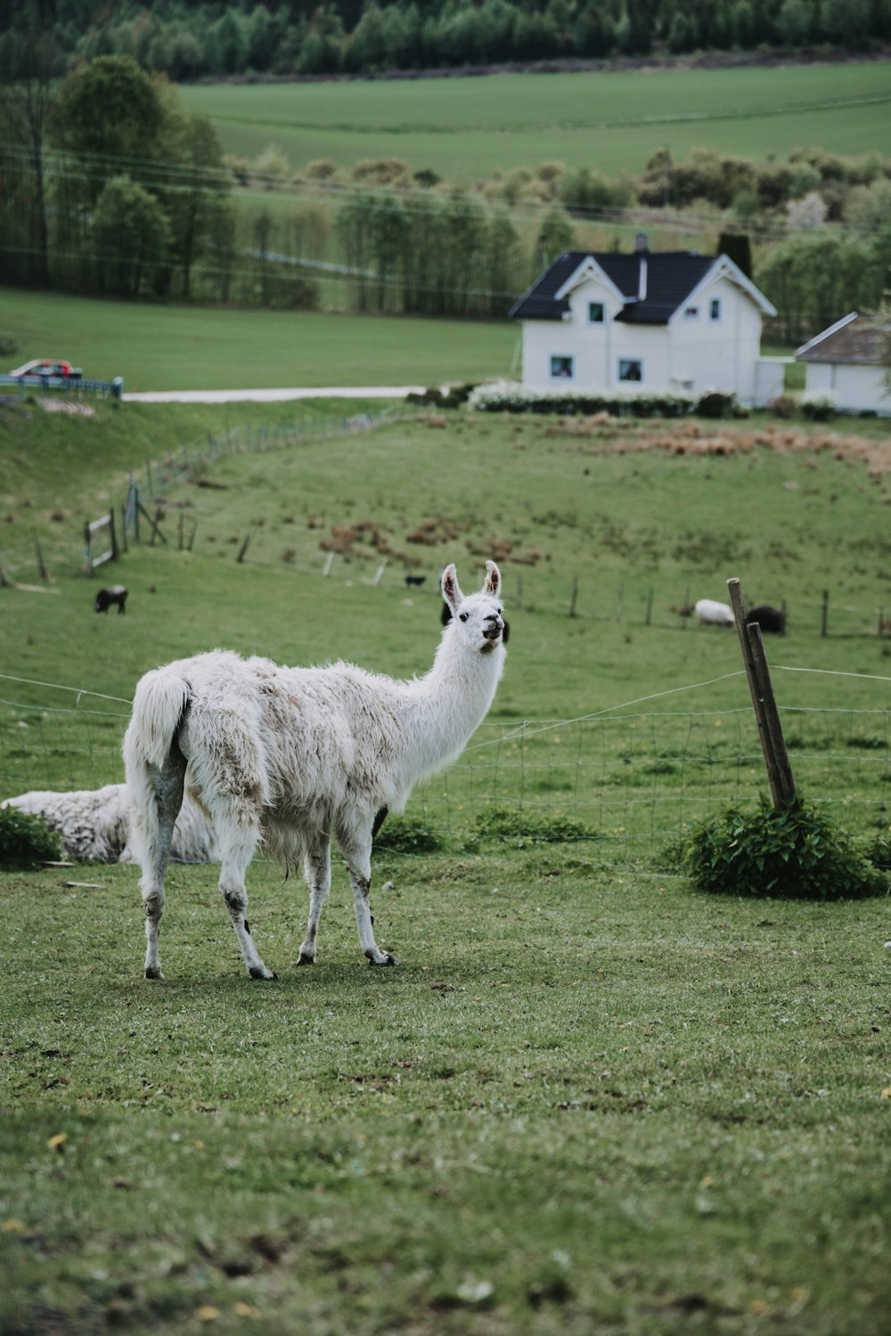 Llama blanca en un campo de hierba verde durante el día