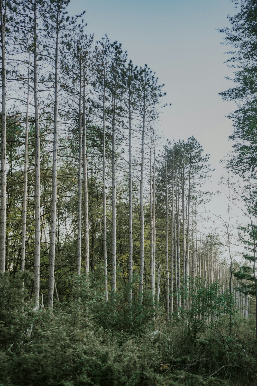 green trees under white sky during daytime