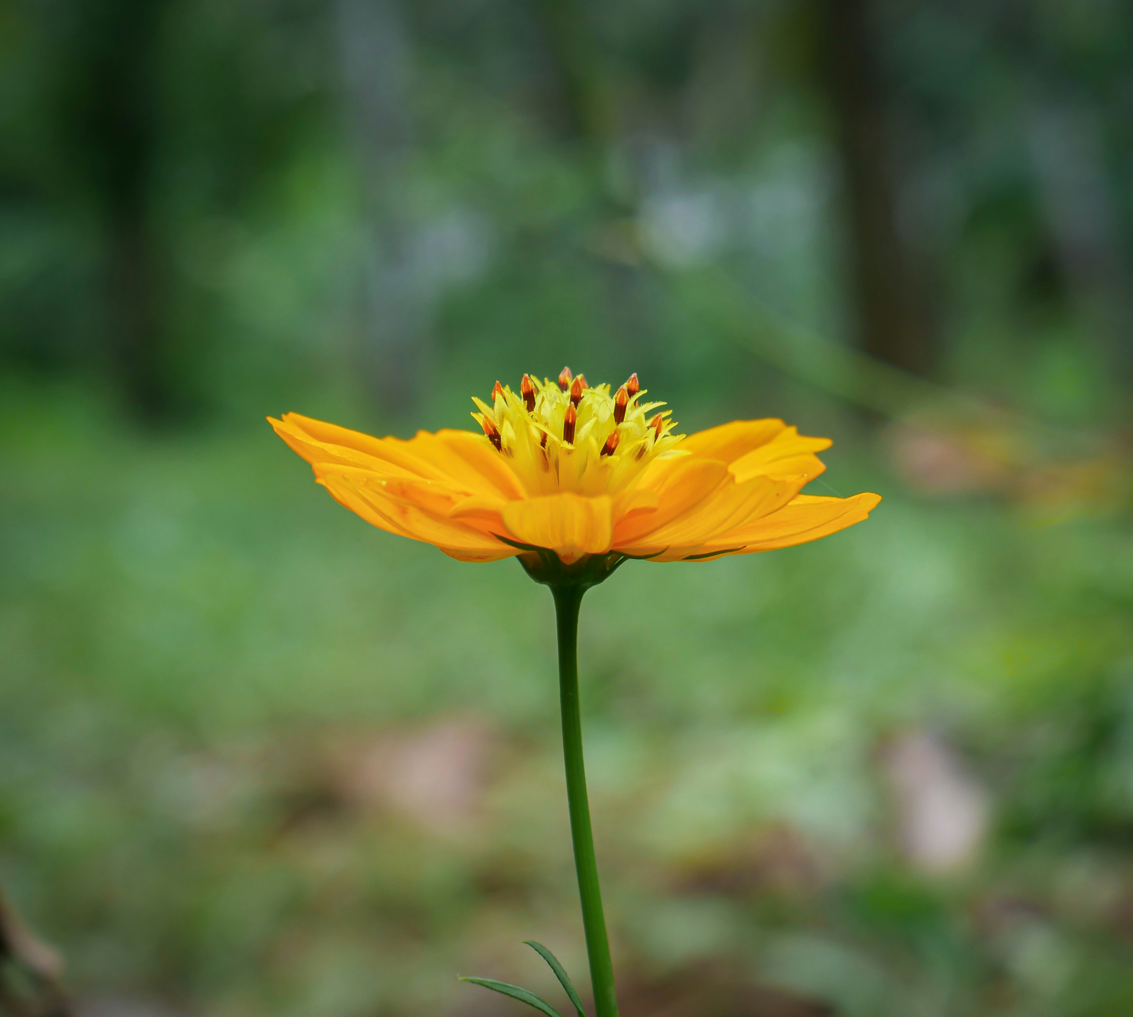 yellow flower in tilt shift lens