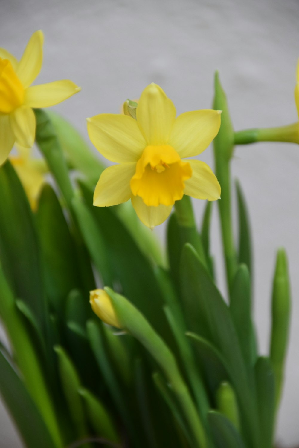 yellow daffodils in bloom during daytime