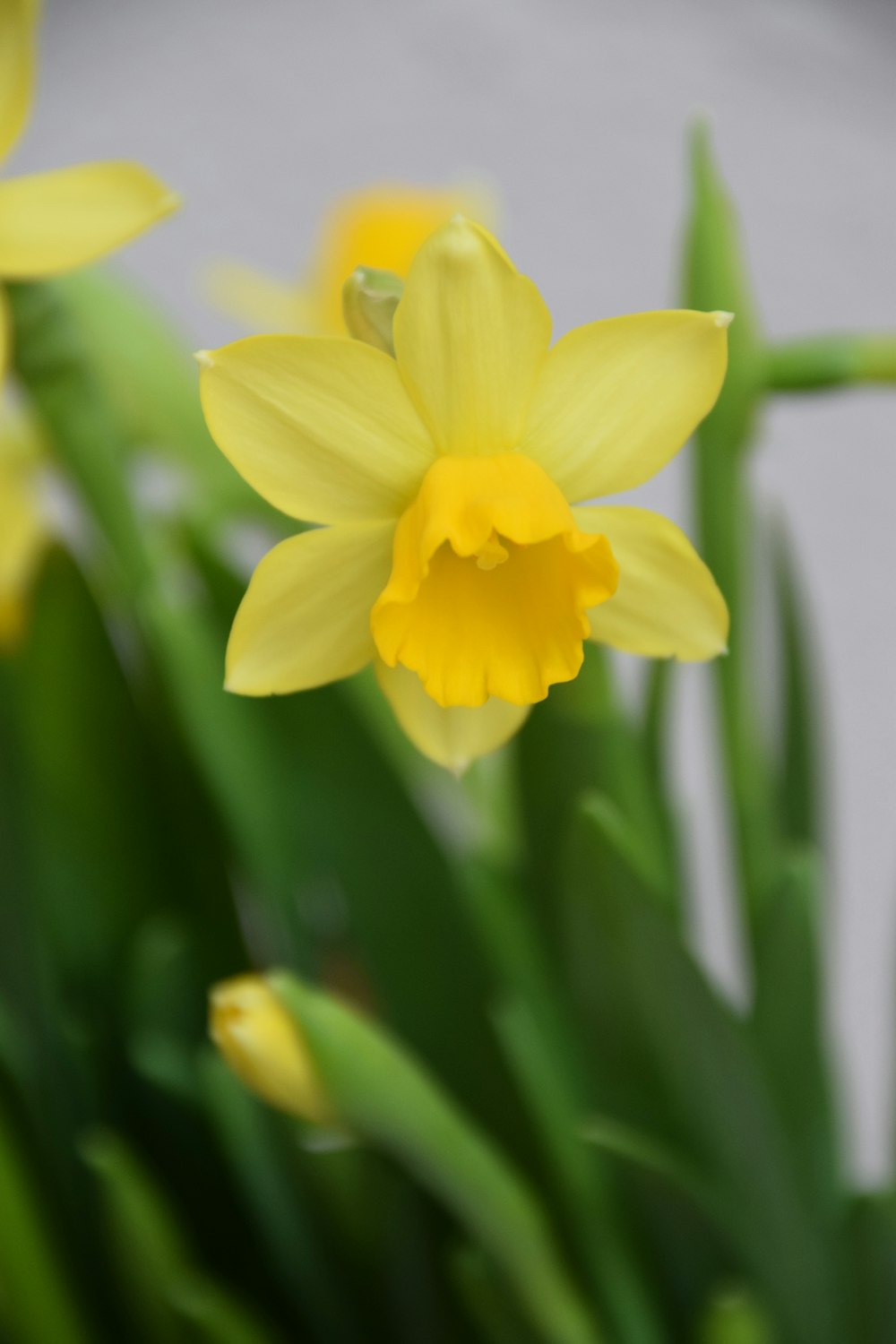 yellow flower in tilt shift lens