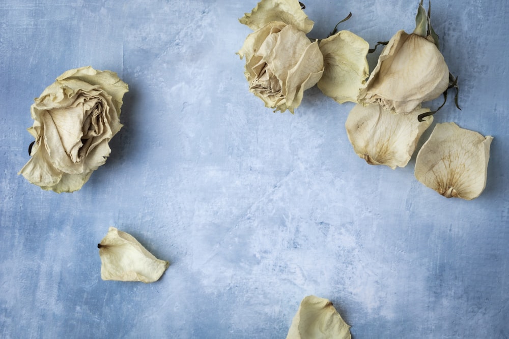 white and brown mushrooms on blue surface