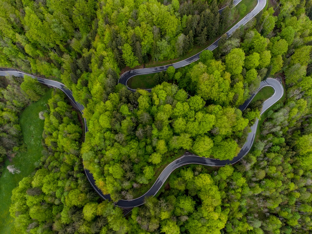 aerial view of green trees