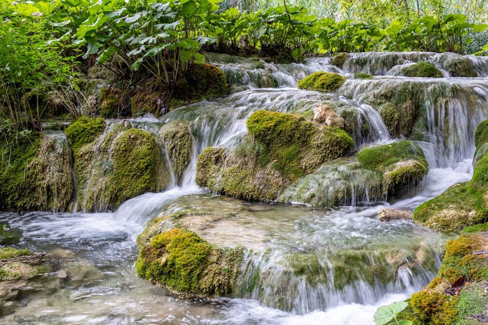 green moss on rocks in river