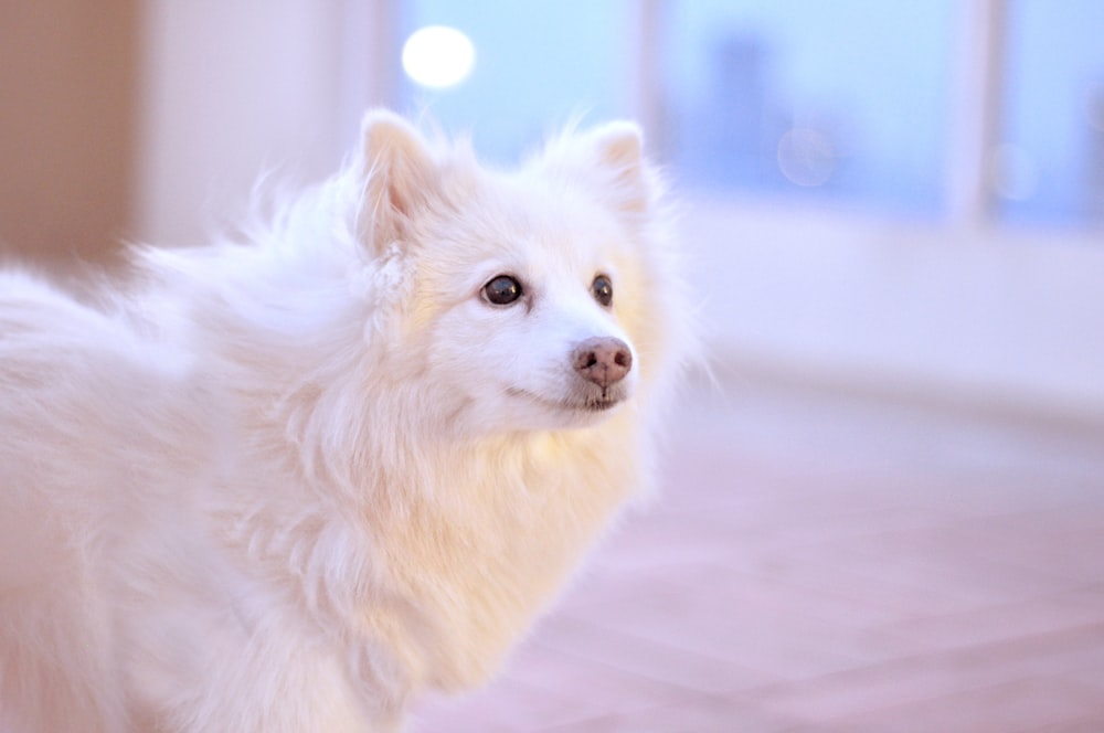 white pomeranian puppy on snow covered ground during daytime