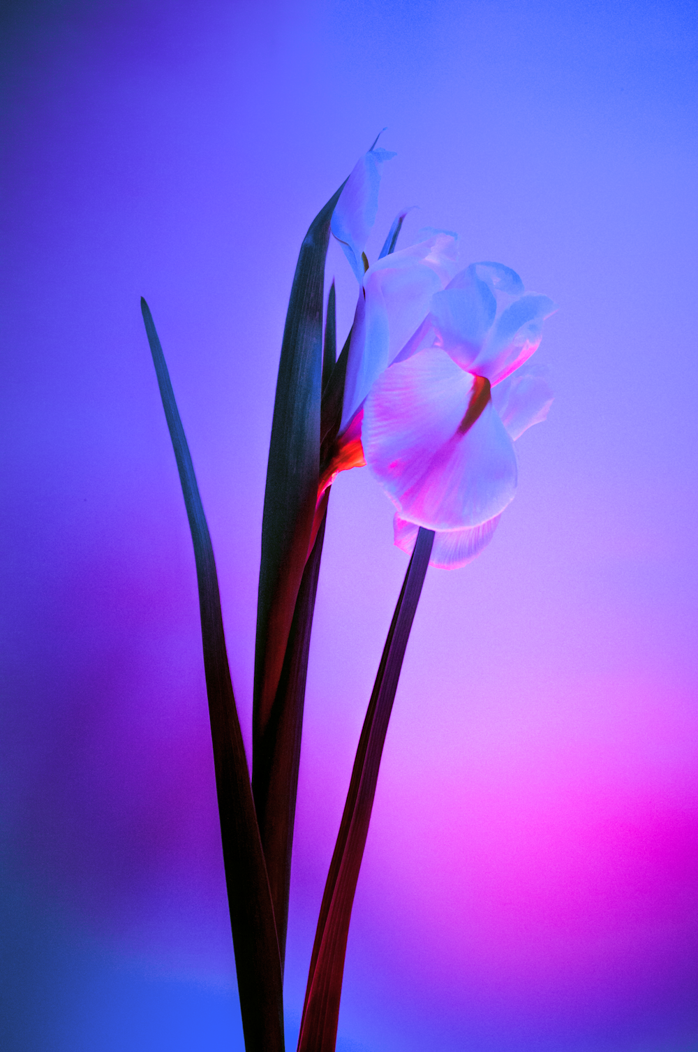 white and pink flower in close up photography