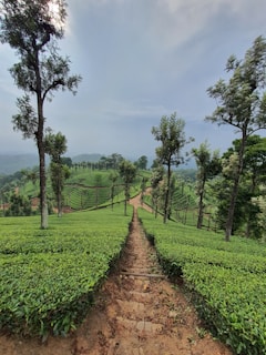 green grass field and trees during daytime