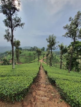 green grass field and trees during daytime